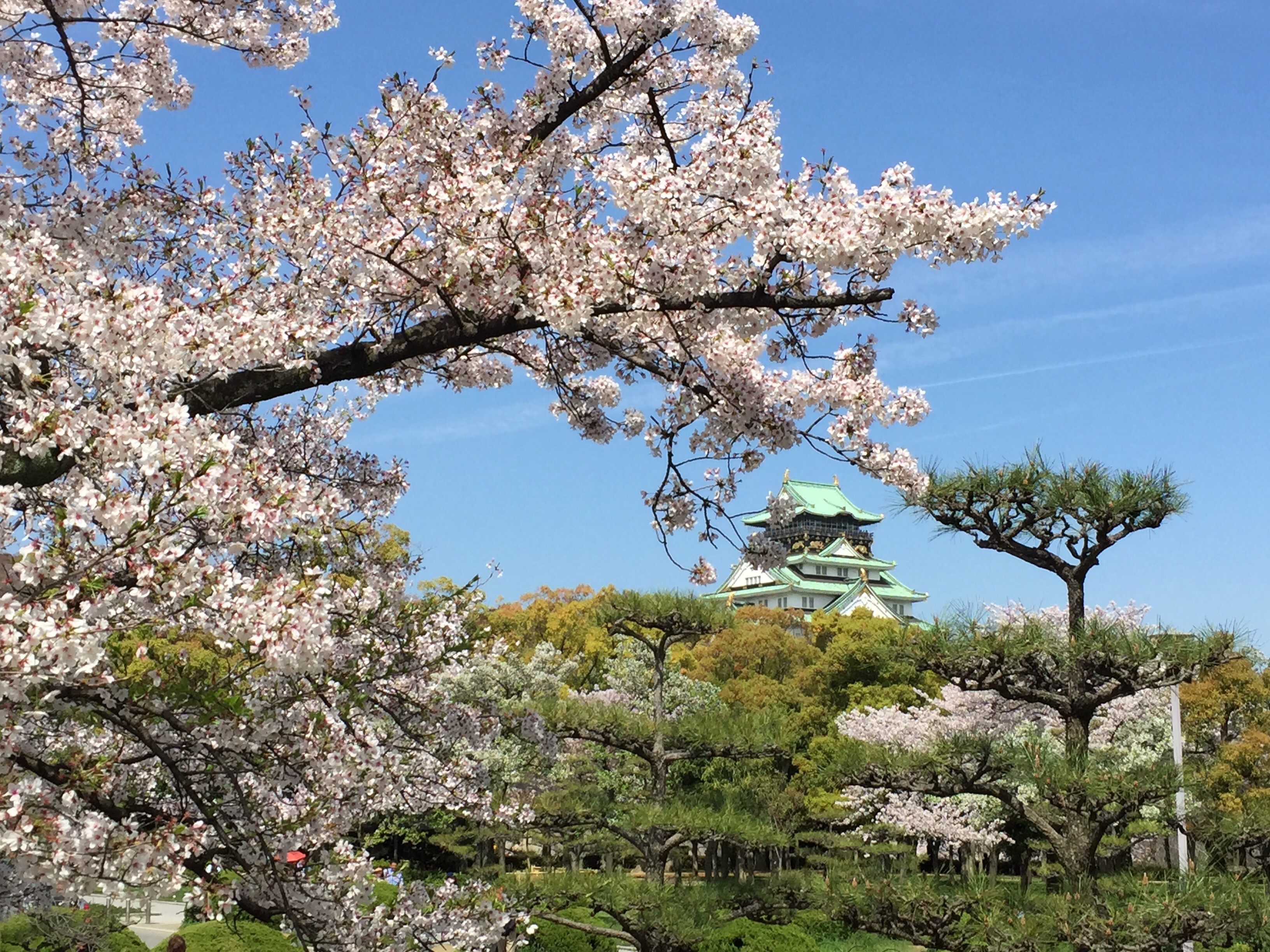 セローでお散歩 大阪城の桜