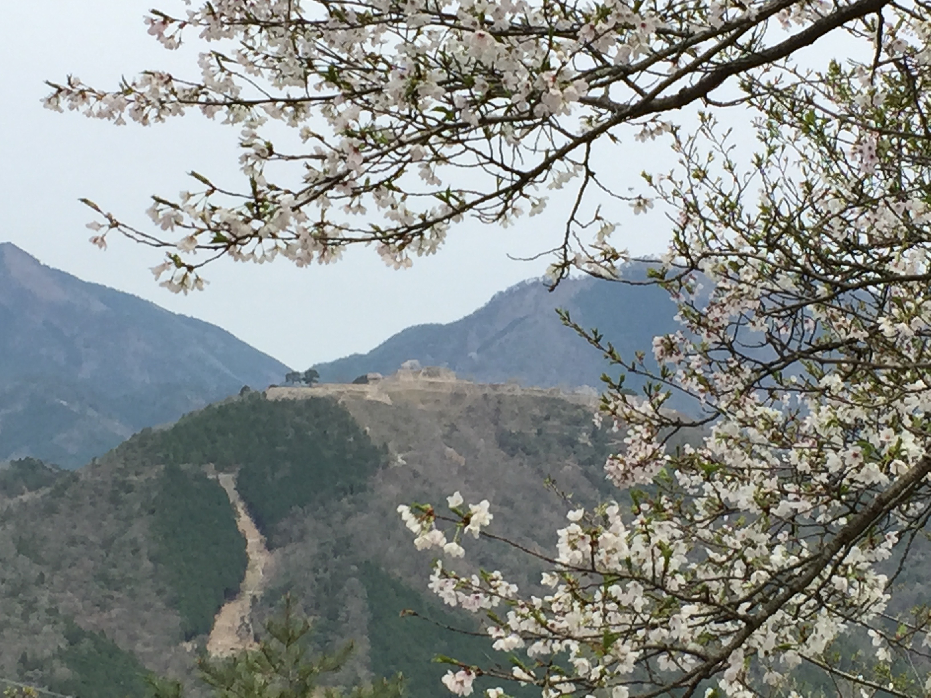 セローでツーリング 篠山城跡の桜〜樽見の大桜