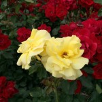 セローでお散歩 播磨中央公園の薔薇