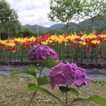 セローでお散歩 丹波篠山のユリと紫陽花