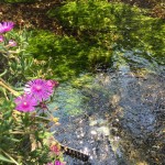 セローでツーリング　滋賀の蓮と梅花藻