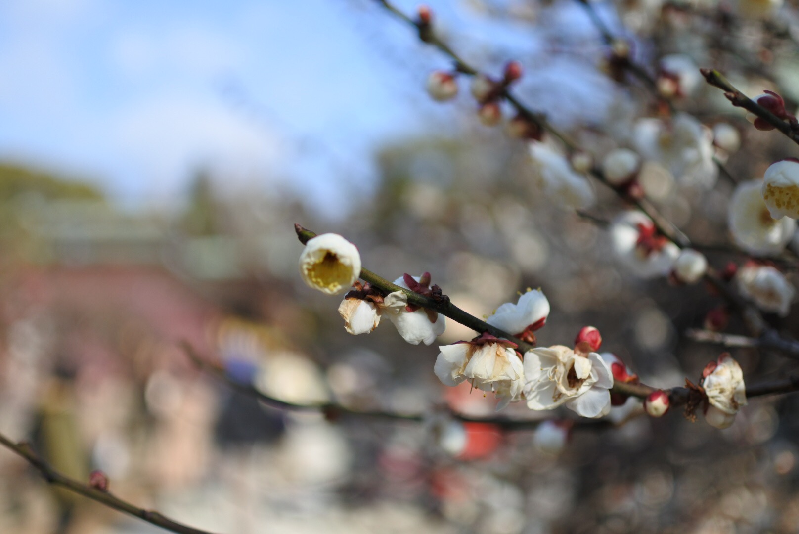 セローでお散歩 京都 早咲きの梅