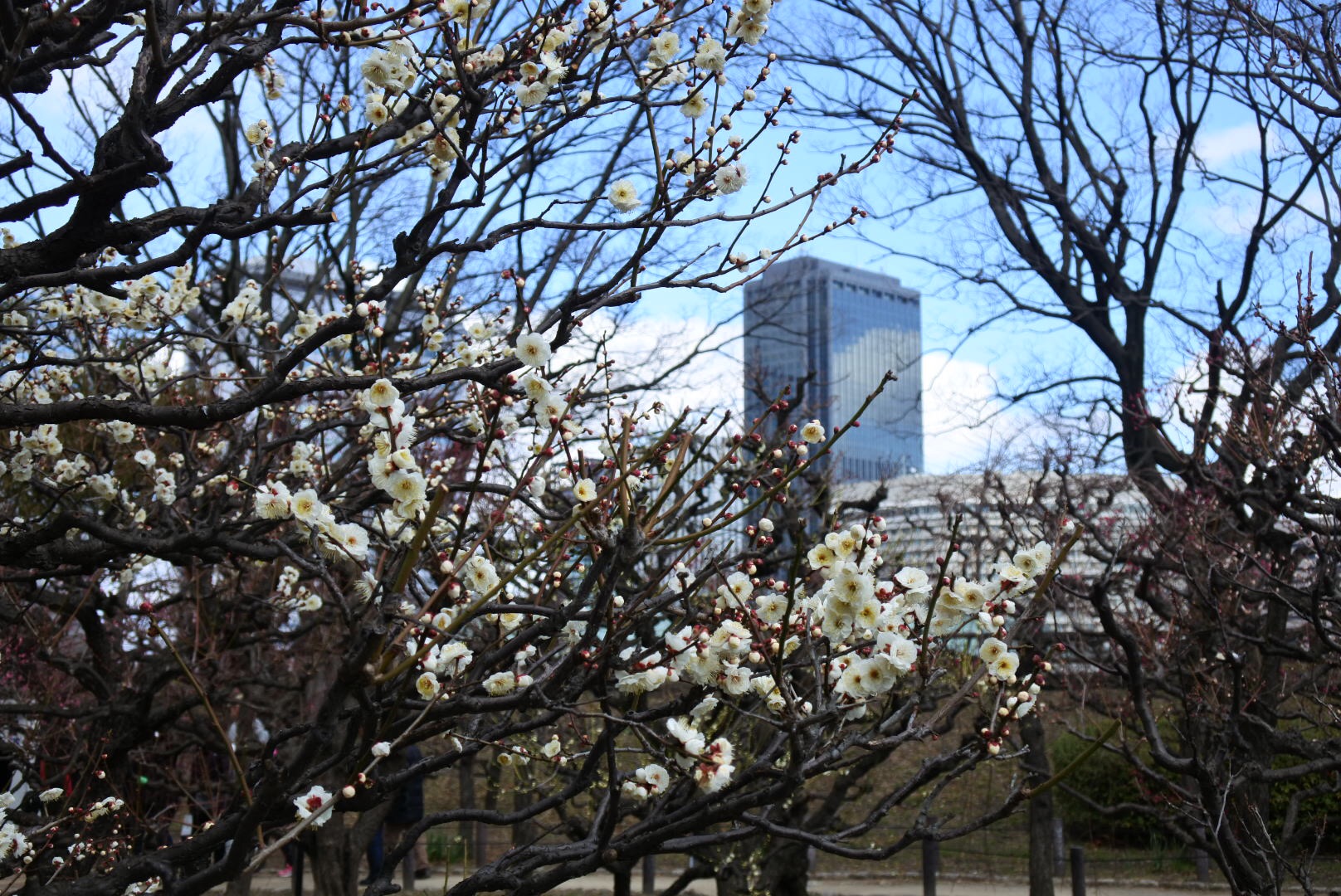 セローでお散歩 大阪城公園の梅