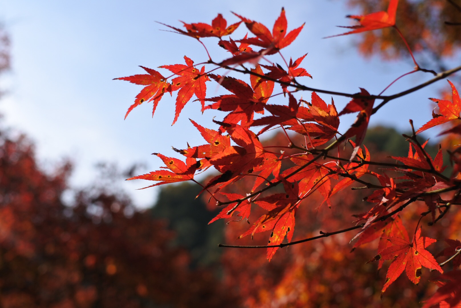 セローでお散歩　香嵐渓の紅葉