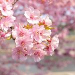 セローでお散歩　岡崎の葵桜（河津桜）