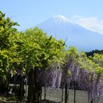 セローでお散歩 富士山と藤