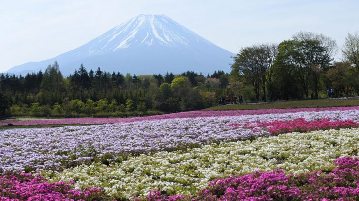 XMAXでお散歩 富士芝桜まつり