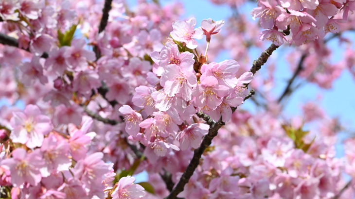 SIENTAでお散歩 聖崎公園の河津桜と佐布里池の梅