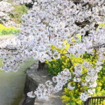 XMAXでお散歩 京都山科の桜